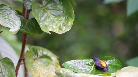 Comportamiento-De-Animales-Salvajes-En-El-Bosque,-Pájaro-Carpintero-De-Vientre-Naranja-O-Pájaro-Cabai-Bunga-Api-Bañándose-En-La-Hoja