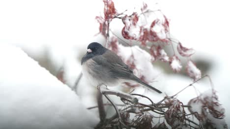 dark-eyed junco perched on a branch in the snow