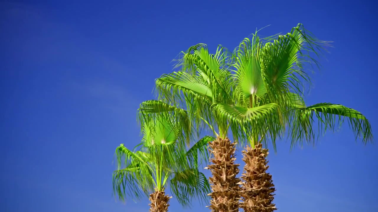 Palme verdi che ondeggiano contro un cielo azzurro e limpido
