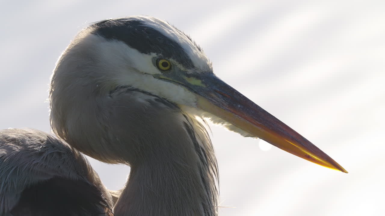 Great Blue Heron Head Backlit Close Up on Water