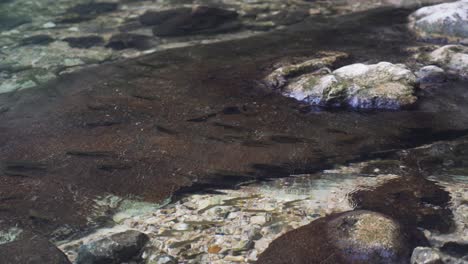 a-pond-with-fish-in-the-nature-northern-israel