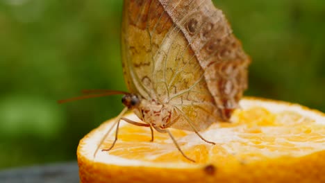 macro: pearl emperor butterfly in garden sitting on cut orange fruit, face toward camera, uses long proboscis to probe for juice and nourishment