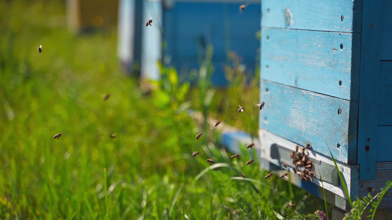 Bees near hive. Busy insects flying and crawling into the beehive to carry pollen. Wooden hive with bees on green grass in summer. Close-up.