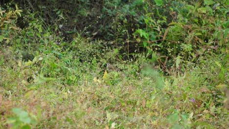 pequeño gorrión volando desde las hojas de hierba - cámara lenta