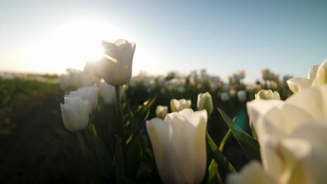 Nahaufnahme-Von-Weißen-Tulpen,-Die-Im-Wind-Wehen