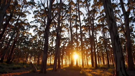 golden sunset through a tall tree forest