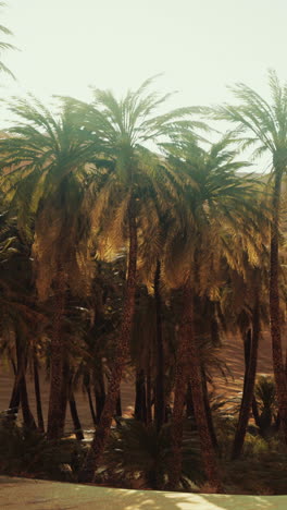 palm trees in a desert oasis