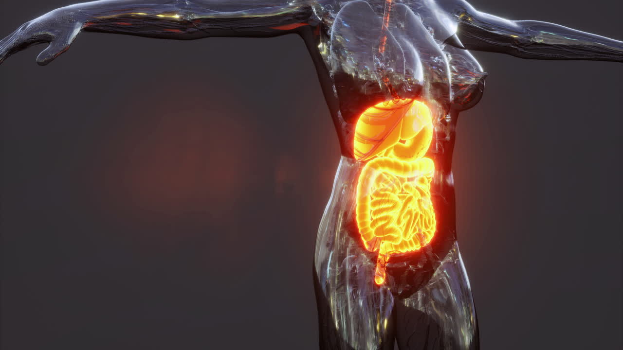 visión general de la anatomía del sistema digestivo humano con órganos clave