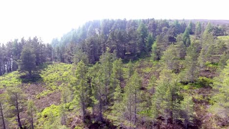 Aerial-view-rising-over-treetop-slope-of-dense-woodland-hillside-forest-trees-on-sunny-day