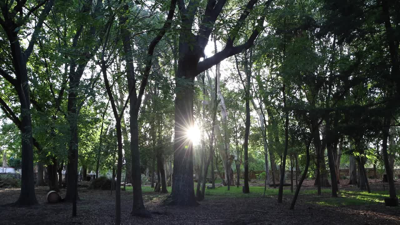 나무들은 녹색 공간으로 가득 차 있습니다.