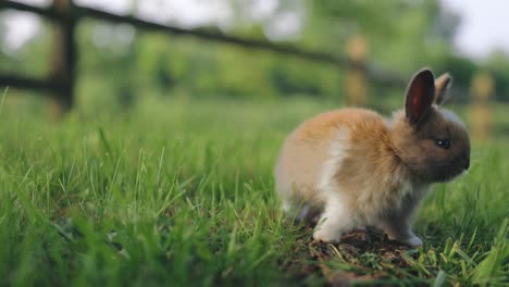 baby rabbit eating green grass in nature, easter holiday