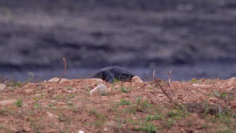 Un-Lagarto-Monitor-Malasio-Caminando-Por-El-Suelo-Mientras-Busca-Comida---Plano-Medio