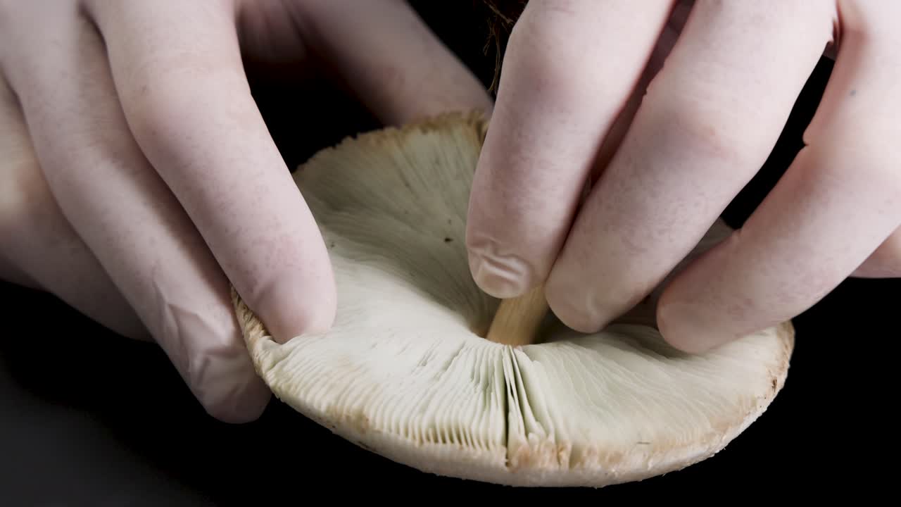 Close-up of hands analyzing a mushroom's structure under controlled lighting, highlighting gills, stalk, and cap details