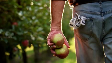 vista de la mano del agricultor caminando en el huerto de manzanas