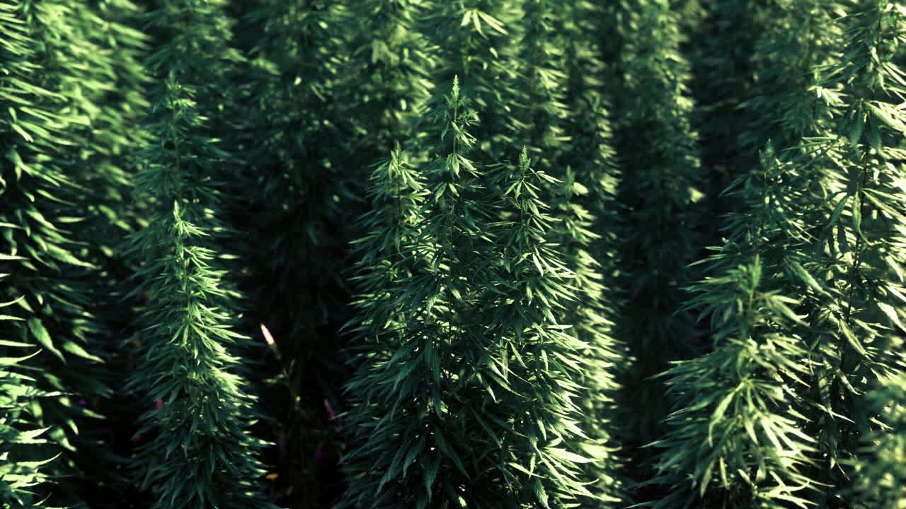 Lush green foliage swaying gently under the summer sun at a tranquil location