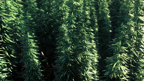 lush green foliage swaying gently under the summer sun at a tranquil location