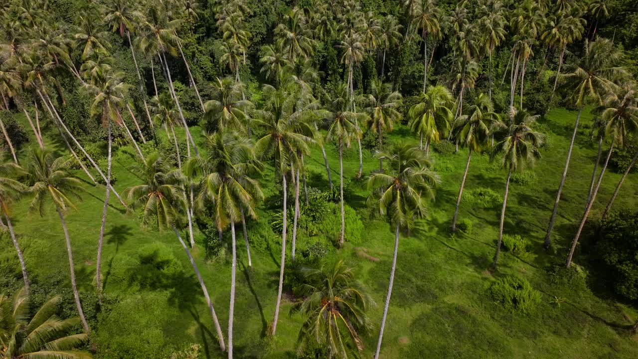 Row of coconut palm trees plantation North Shore Tahiti island French Polynesia aerial drone Vallee de Tautira Bay Taiarapu Papara Tavera Tautira Vaitepiha sunny daylight shadows circle right birdseye