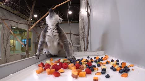 lemur eating a fruit salad hidden cam closeup