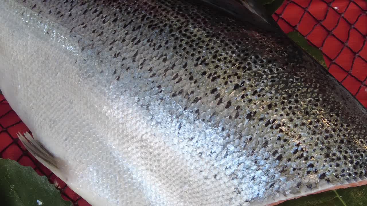 Fresh Salmon Fillet