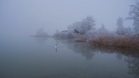 swans swim across water with thick fog, atmospheric winter scene on a calm, misty lake, medium static