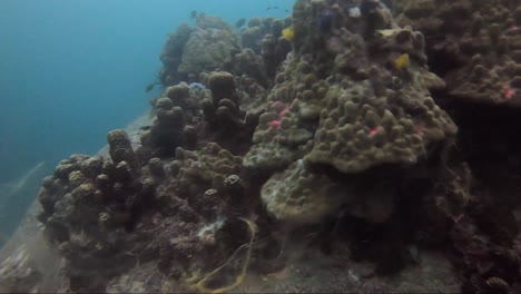 Coral-Liberando-Niebla-Naranja-En-Cámara-Lenta