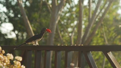 wide shot of a crowned hornbill eating off a balcony