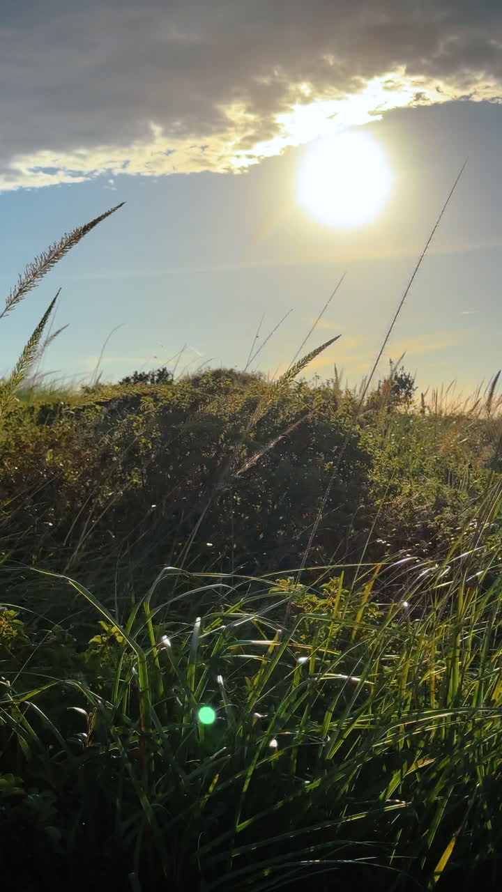 Gå i det høje grønne græs, der vugger i vinden. Blå himmel med klar sol og et enormt skylandskab i baggrunden. Vertikal video
