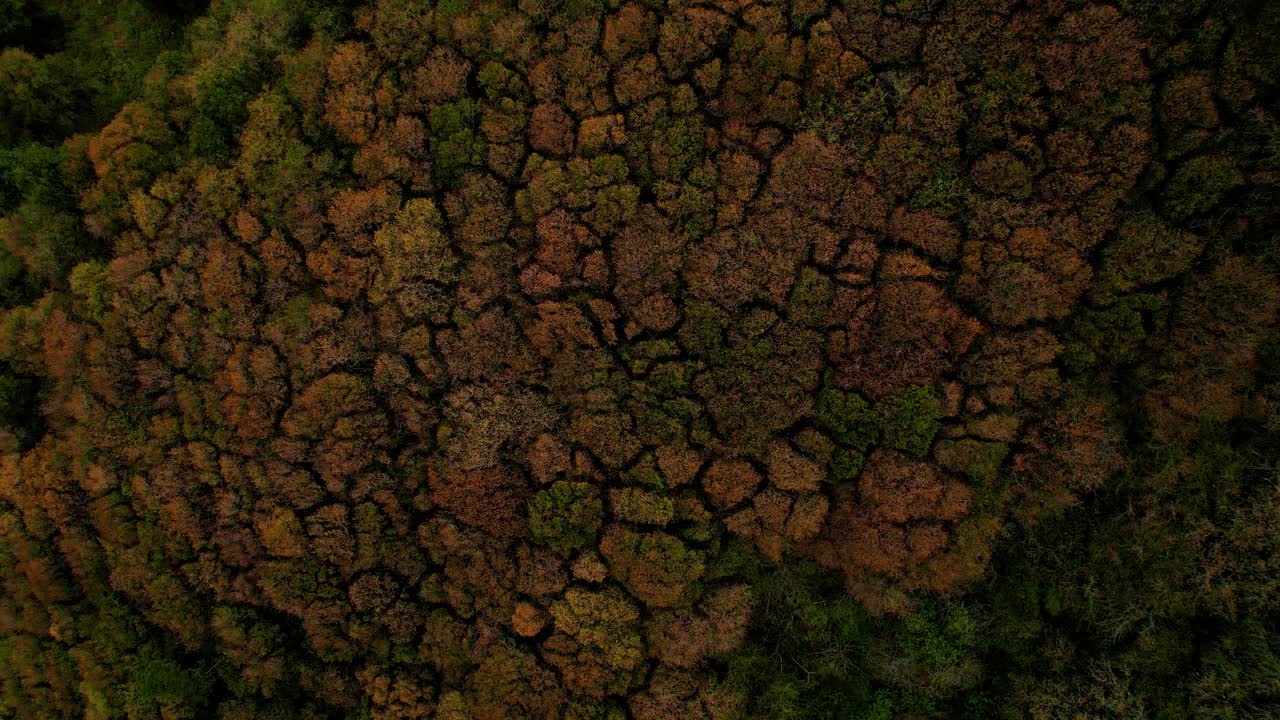 imágenes de un avión no tripulado de un bosque de robles pacífico y colorido