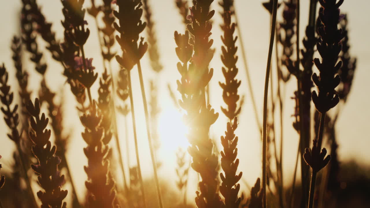 fila de arbustos de lavanda al atardecer. disparo de cerca del deslizador