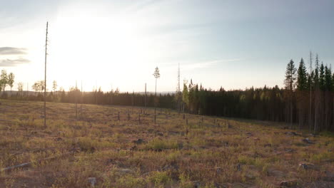 aftermath of logging activity in swedish pine forest