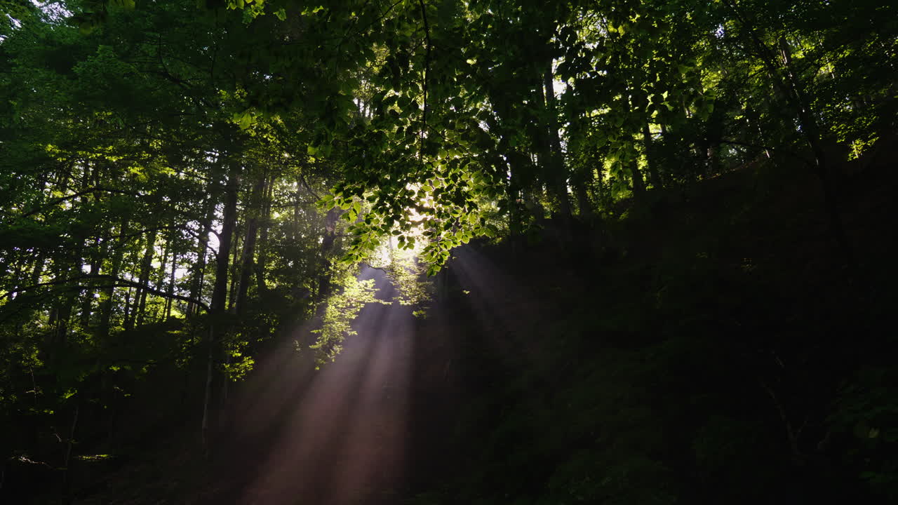 떠오르는 태양의 광선은 숲의 숲을 통해 거룩합니다.