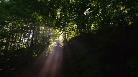 los rayos del sol naciente son sagrados a través del bosque mañana en el bosque