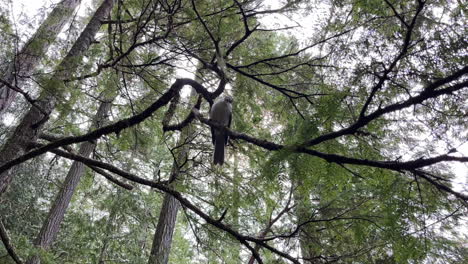 Small-black-and-white-bird-sitting-on-a-branch-in-the-forest-in-North-America