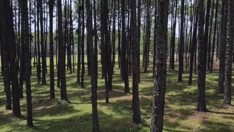 forward moving shot through pine park at bo kaeo silvicultural research station in chiang mai, thailand at daytime