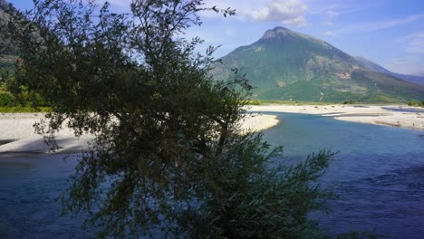 Olive-tree-on-bank-of-Vjosa-river,-water-streaming-and-mountain-background