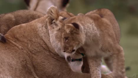 lion cub playing with lioness