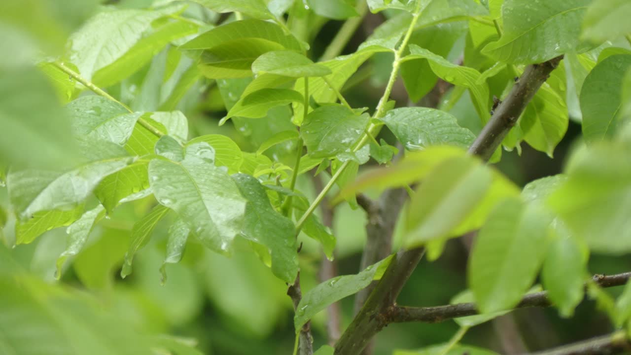 hojas de lluvia y árboles en el viento