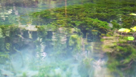 tranquil clear water canal with lush underwater vegetation in krabi