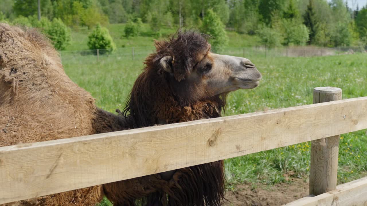 Camel standing in the meadow, looking calm and curious, grazing near wooden fence