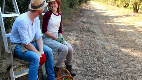 pareja interactuando después de la cosecha de aceitunas en la granja