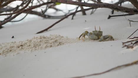 Nahaufnahme-Einer-Kleinen-Sandkrabbe,-Die-Am-Strand-Unter-Den-Bäumen-Ein-Loch-In-Den-Sand-Gräbt