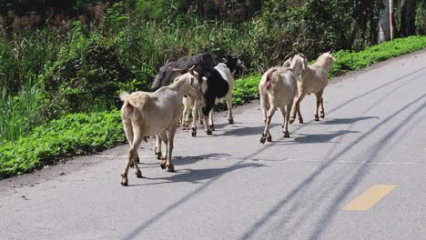 a herd of goats traversing a quiet country lane