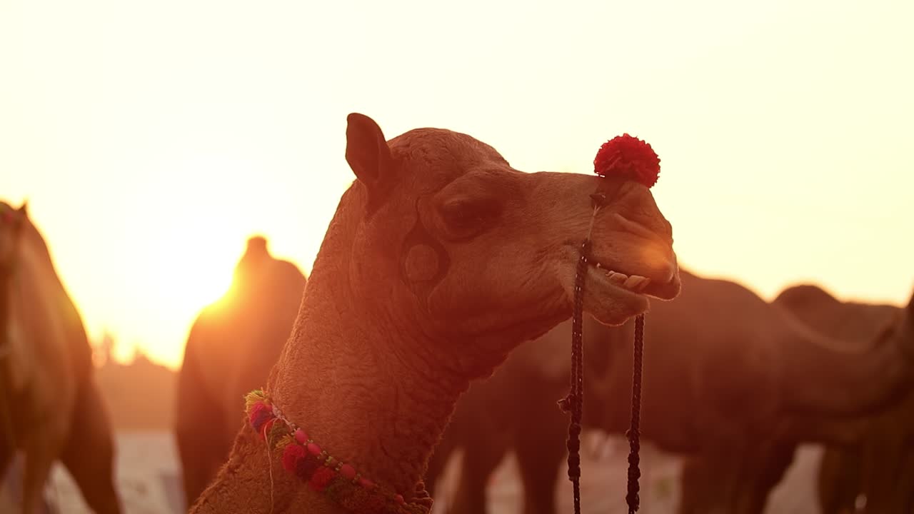 camellos en cámara lenta en la feria de pushkar, también llamada feria de camellos de pushkar o localmente como kartik mela es una feria anual de varios días de ganado y cultural que se celebra en la ciudad de pushkar rajasthan, india.