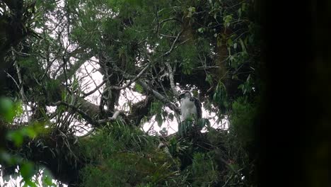 The-Philippine-Eagle-also-known-as-the-Monkey-eating-Eagle-is-critically-endangered-and-can-live-for-sixty-years-feeding-on-Monkeys,-Flying-Lemurs,-and-small-mammals-as-an-opportunist-Bird-of-Prey