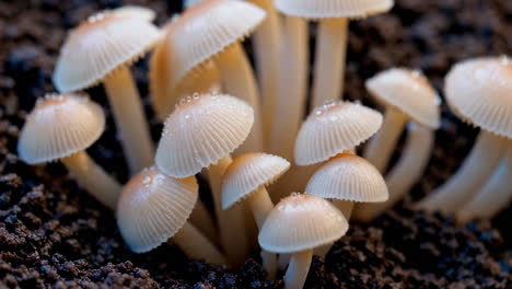 close-up of a cluster of small mushrooms with dew drops on dark soil