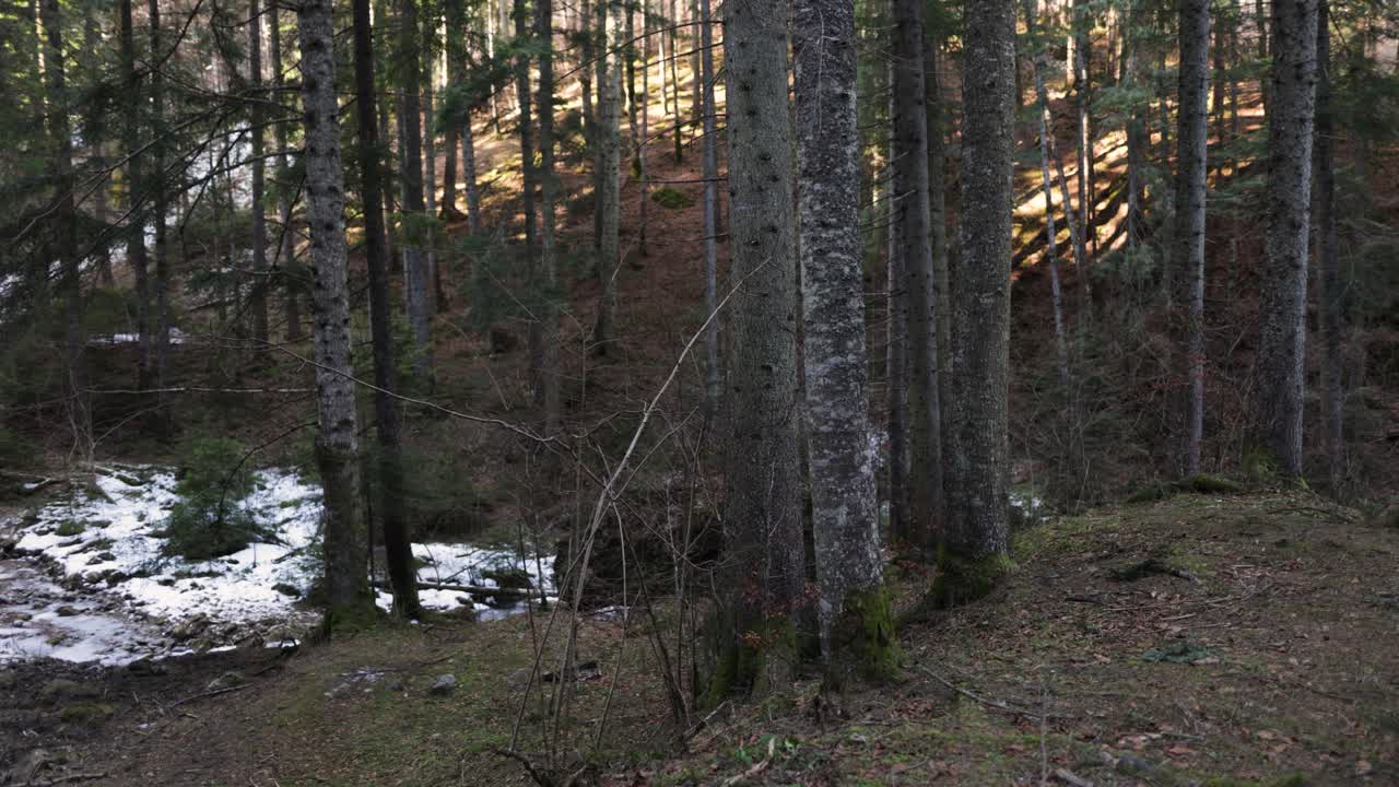 Fiume Brinato Con Alberi Fitti Durante l'Inverno