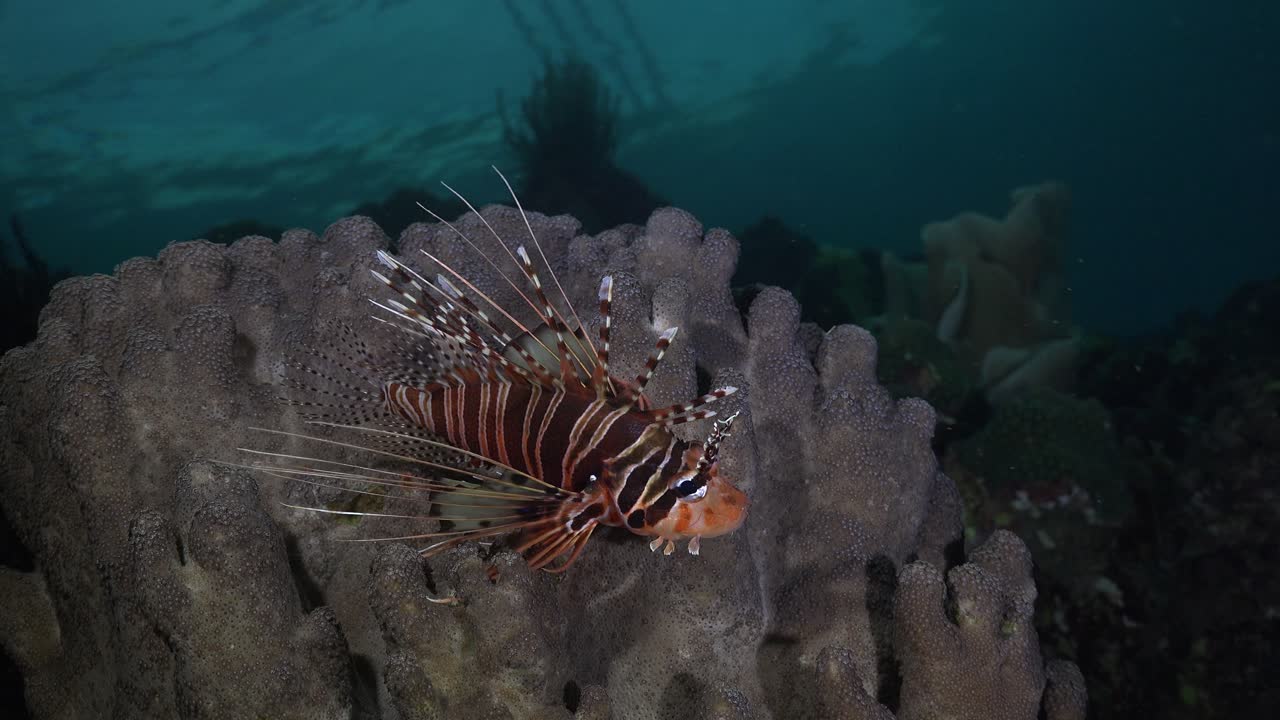 황혼에 산호초에 lionfish