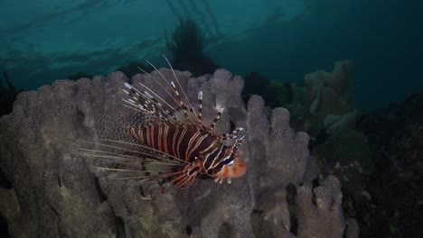 lionfish on coral reef at dusk