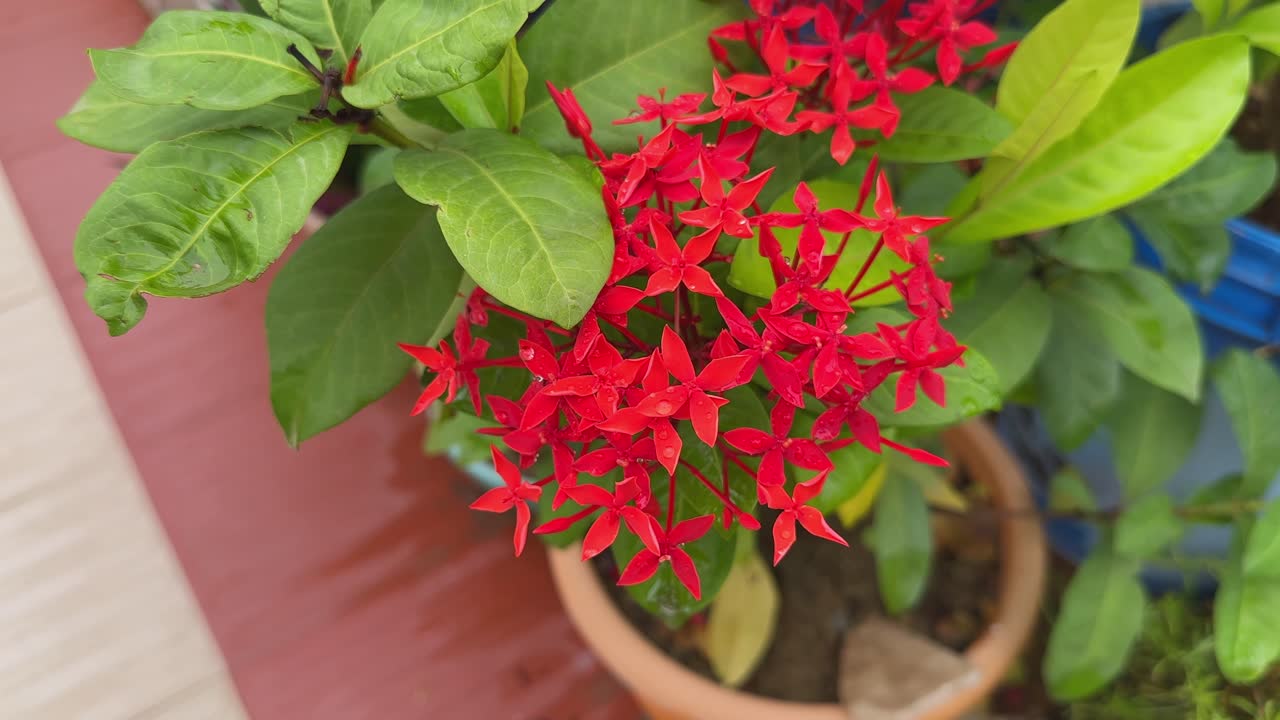 Tracking shot of an Ixora commonly known as Jungle Flame, Flame of the Woods, or Jungle Geranium, also known as Ixora coccinea or Ixora chinensis