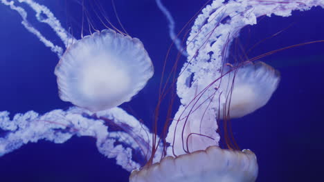 Two-beautiful-jellyfish-swim-in-blue-water.-4k-video